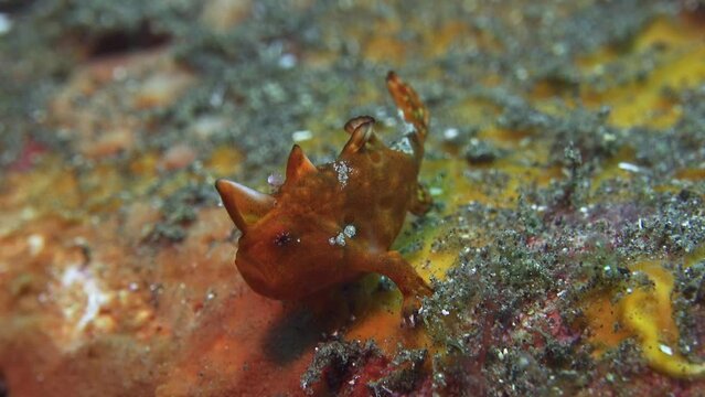Frog Fish Tulamben Bali Indonesia 