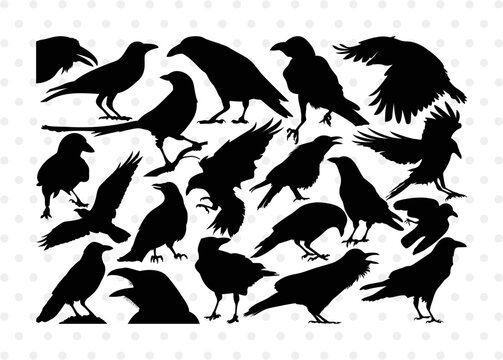 
Crow Silhouette, Crow SVG, Raven Svg, Blackbird Svg, Crows Svg, Crow Bundle, SB00248