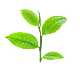 tea leaf on transparent png