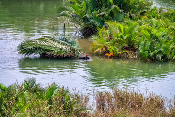 Aerial view, tourists from Thailand, Korea, America and Japan are relax and experiencing a basket boat tour at the coconut water ( mangrove palm ) forest in Cam Thanh village, Hoi An,Quang Nam,Vietnam