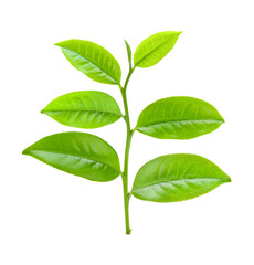 tea leaf on transparent png