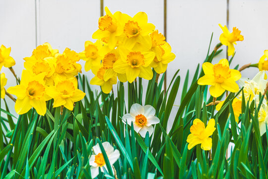 Yellow daffodils in spring