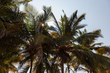 Fototapeta na wymiar The sun peeking through palm leaves