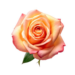Rose isolated on background with Generative AI