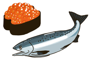 いくらと鮭のイラスト