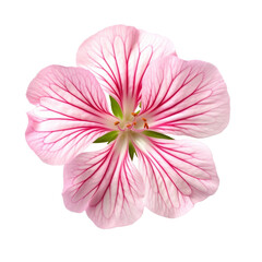 Geranium flower isolated on background with Generative AI