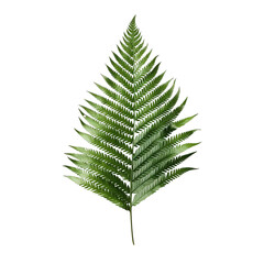 Fern Leaf isolated on background with Generative AI