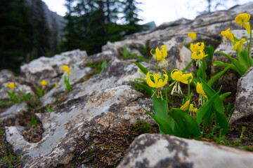 glacier Lillies in bloom