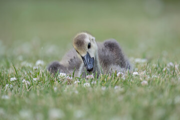 Canadian Goose gosling in Stanley Park in Vancouver