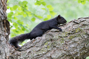 Squirrels found in Canadian parks. There are 22 species of squirrels in Canada. They were...