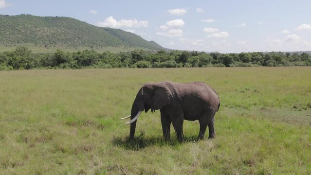Drone shot of lone male elephant in the Maasai Mara, Kenya