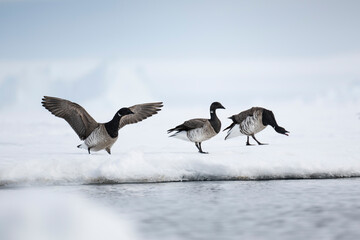 Canadian high arctic Arctic geese on the floe edge of Baffin Bay © John