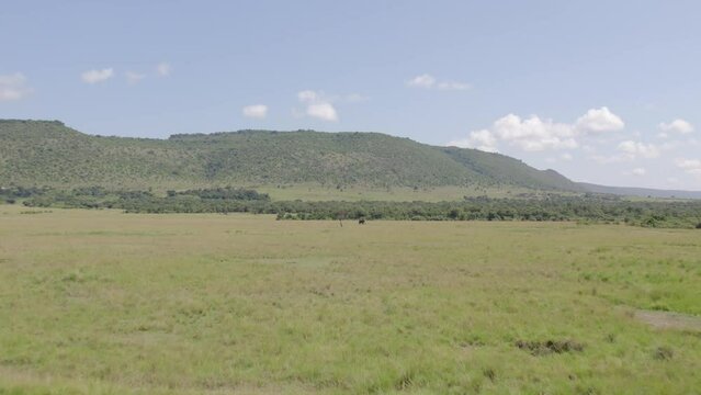 Drone shot of maasai mara savanna grasslands approaching a lone elephant