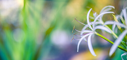 Exotic white lilies macro photography in summer day. Beauty garden lily with white petals closeup...