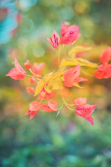 Beautiful nature closeup bougainvillea flowers natural green lush foliage blurred summer background. Abstract peaceful ecology landscape with flowers meadow. Dream sunset love blooming floral macro