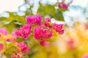 Fototapeta na wymiar Beautiful nature closeup bougainvillea flowers natural green lush foliage blurred summer background. Abstract peaceful ecology landscape with flowers meadow. Dream sunset love blooming floral macro