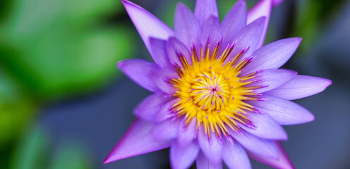 Purple lotus water lily blooming on pond water surface and dark blue leaves. Purity serene flower background, aquatic plant. Beautiful nature closeup, spa zen wellbeing floral concept. Tranquil macro