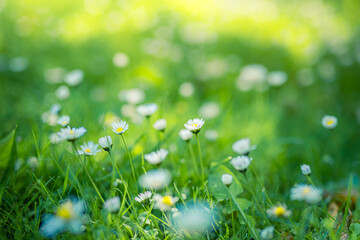 Abstract soft focus daisy meadow landscape. Beautiful grass bloom fresh green sunshine foliage....
