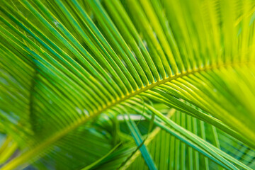 Obraz na płótnie Canvas Beautiful abstract nature background, fresh green palm leaves, sunshine blurred lush foliage. Natural closeup summer plants wallpaper. Wellbeing palm leaf texture natural tropical green sunny pattern