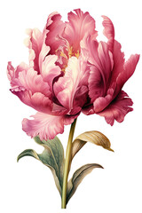 Tulip fantasy pretty gorgeous flower