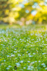 Abstract soft focus daisy meadow landscape. Beautiful grass bloom fresh green sunshine foliage. Tranquil spring summer nature closeup and blurred forest field background. Idyllic nature, happy flowers