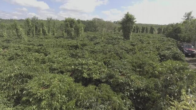 The Coffee plantation