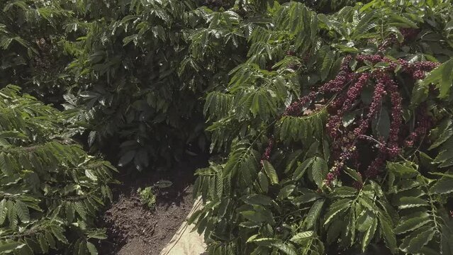 The Coffee plantation