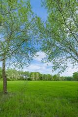 Summer meadow big trees with fresh green leaves, closeup view with soft morning light blue sky. Serene nature landscape, countryside calm peaceful scenic field. Tranquil outdoors seasonal natural view