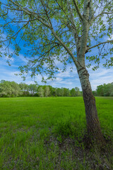 Summer meadow big trees with fresh green leaves, closeup view with soft morning light blue sky. Serene nature landscape, countryside calm peaceful scenic field. Tranquil outdoors seasonal natural view