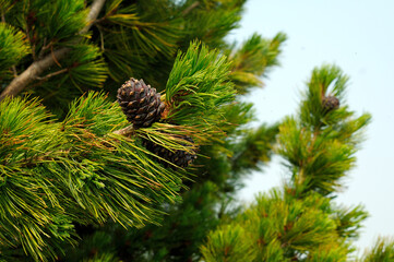 cedar pine cones on a branch photo toned