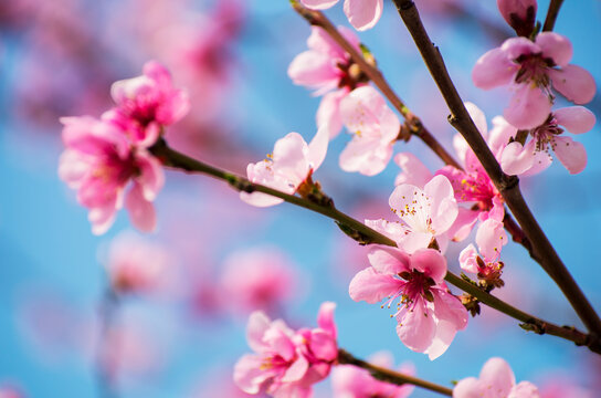 oriental cherry tree blossoms selective focus