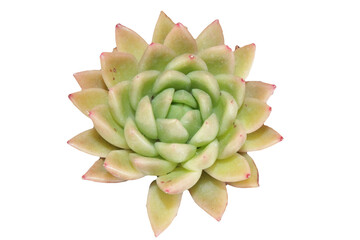 pink succulent