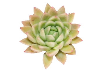 pink succulent