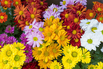 Fototapeta na wymiar colorful flowers background