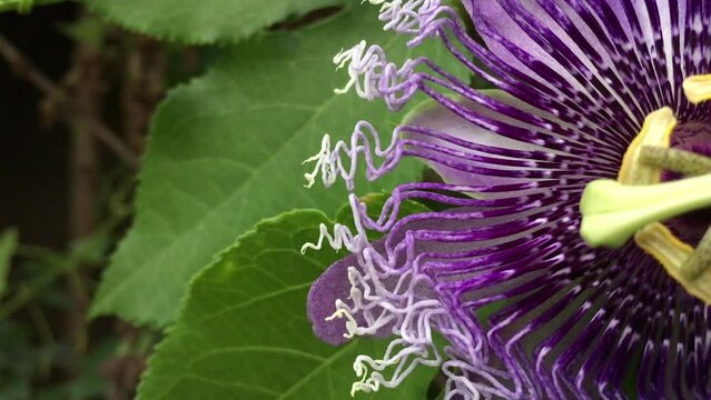 Close up macro Purple passionflower commonly known as maypop, purple passionflower, true passionflower, wild apricot, and wild passion vine.