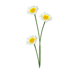 daisies isolated on white background