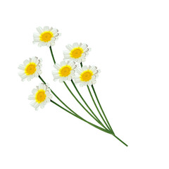 bouquet of daisies