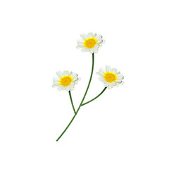 daisies isolated on white background