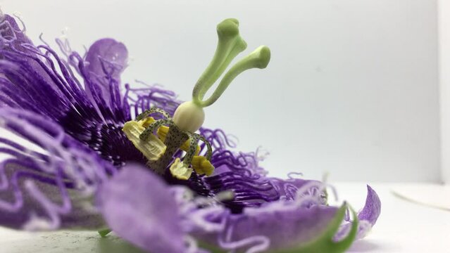 Purple passionflower commonly known as maypop, purple passionflower, true passionflower, wild apricot, and wild passion vine.