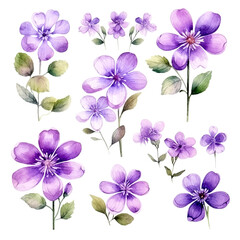 Set of Purple Botanical Watercolor