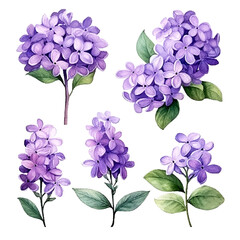 Set of Purple Botanical Watercolor
