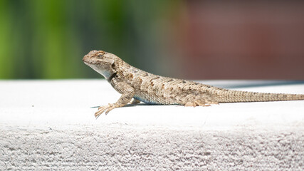 lizard on a wall blinking