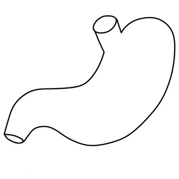 outline stomach anatomy diagram white background clip art preview
