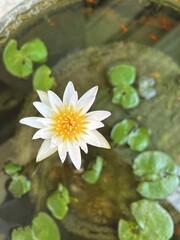 white water lily