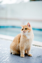 cute cat walks in the house by the pool fat cat cat eats a lot love for cats Intelligent and...