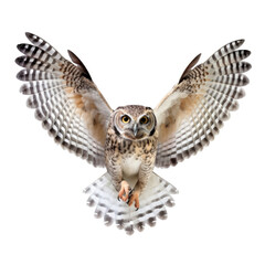 Fototapeta premium owl isolated on transparent background cutout