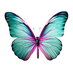 butterfly isolated on transparent background cutout