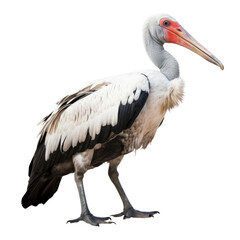 pelican isolated on transparent background cutout - obrazy, fototapety, plakaty