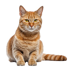 british cat isolated on transparent background cutout