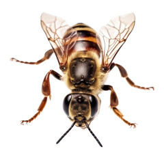 Fototapeta premium bee isolated on transparent background cutout